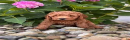 Whoodle dogs for sale: Mini Georgia ( Georgie)  - Ad 2