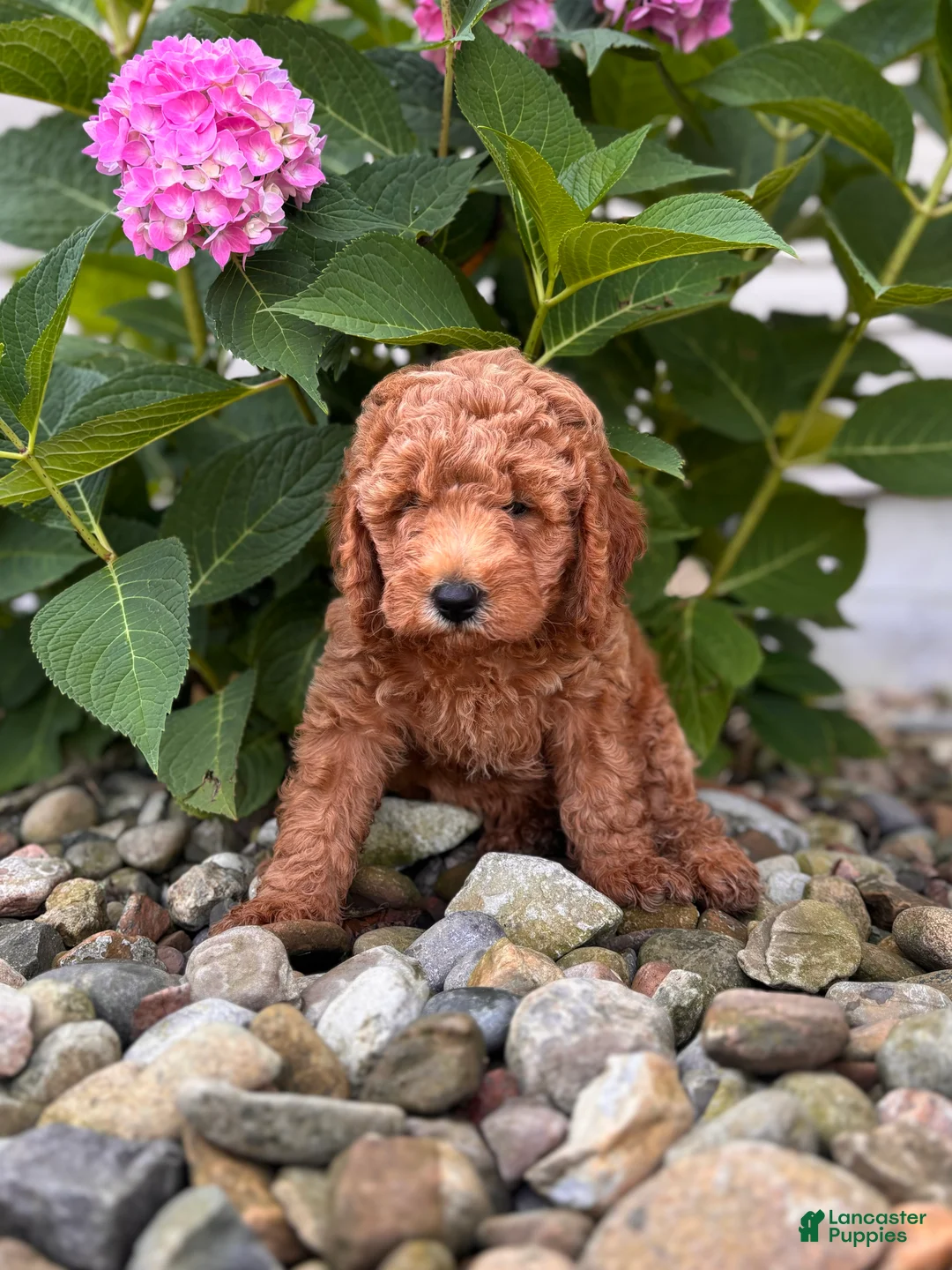 Whoodle dogs for sale: Mini Georgia ( Georgie)  - Ad 2