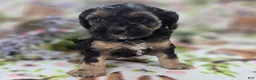 Cockapoo dogs for sale: Batty - Ad 19