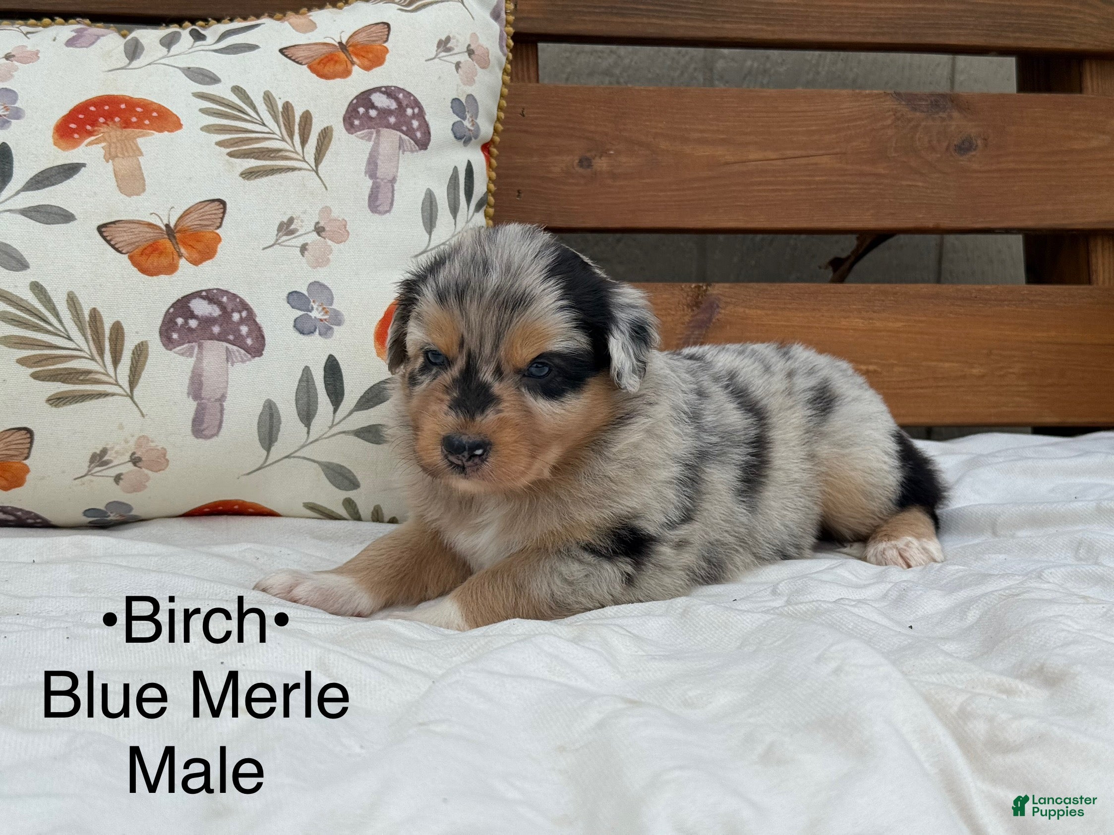 Australian Shepherd dogs Birch - Ad 41