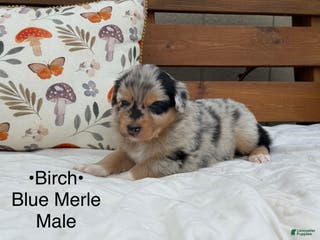 Australian Shepherd dogs Birch - Ad 41