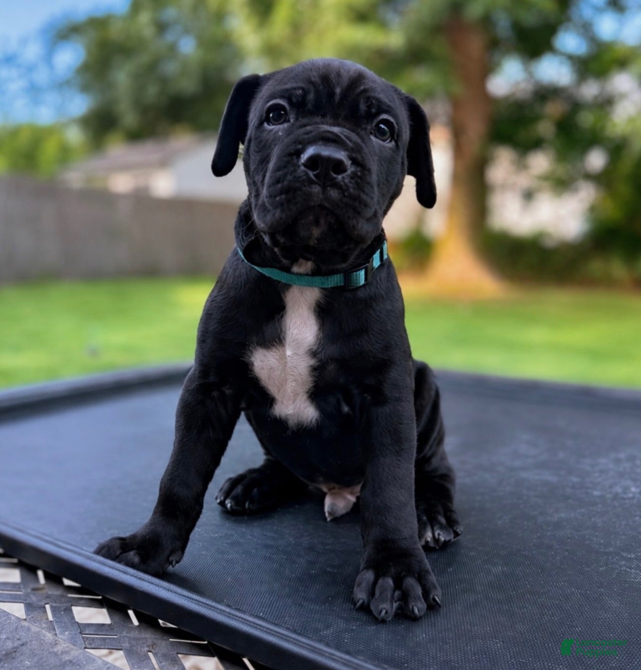 Mixed Breed dogs Mixed Breed 7 - Ad 6