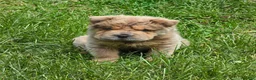 Shar Pei dogs for sale: Roman - Ad 41