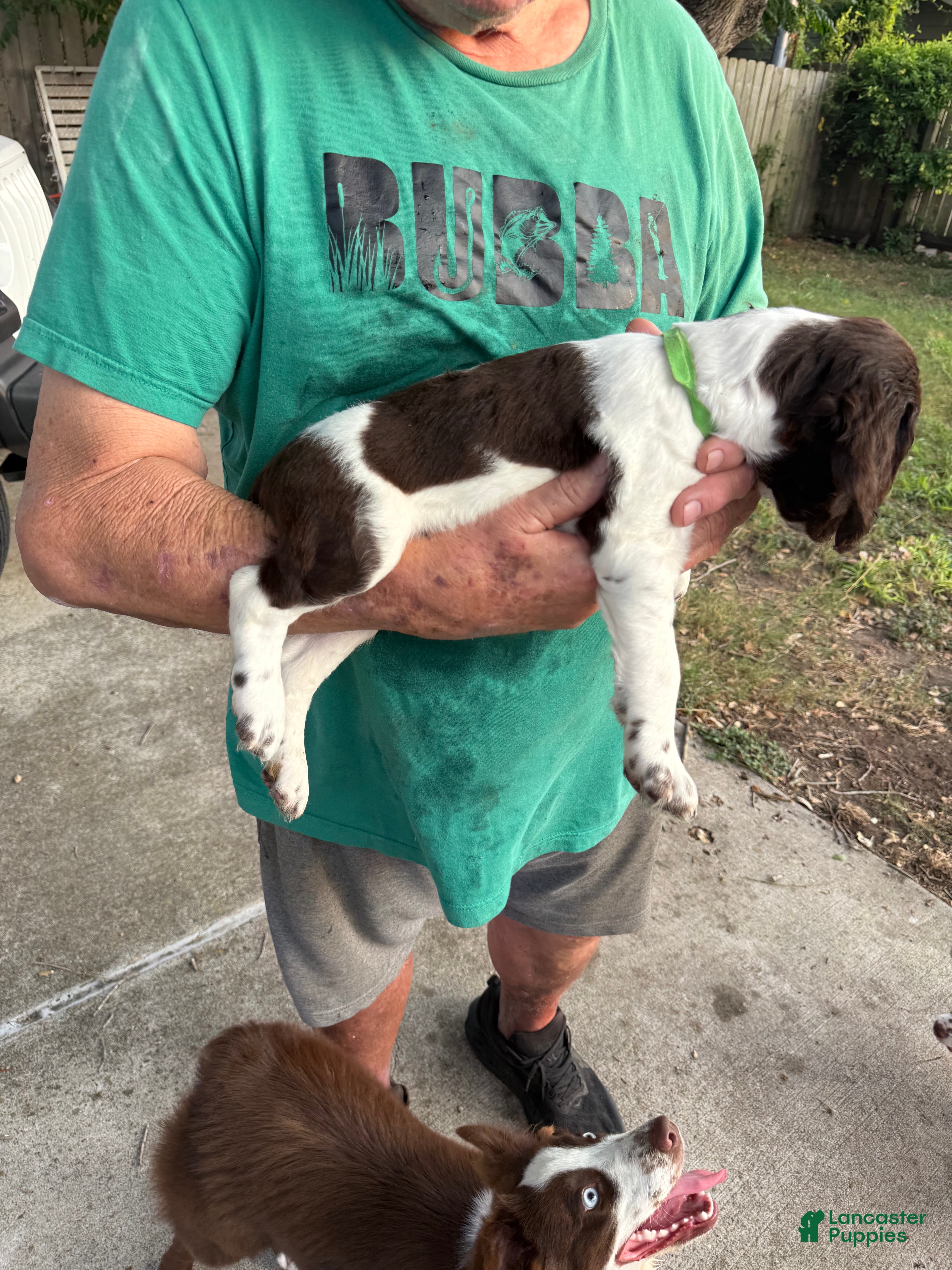 Brittany Spaniel dogs Biscuit - Ad 2