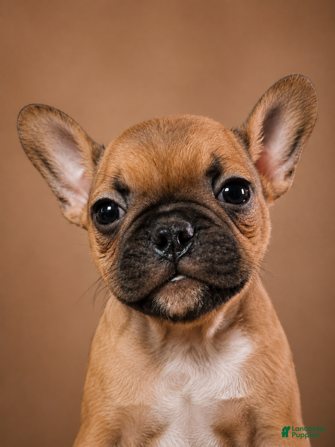 French Bulldog dogs Caramello  - Ad 38