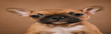 Caramello 