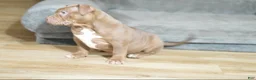 American Bully dogs for sale: Chocolate Female - Ad 6
