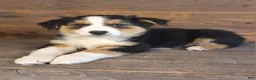 Australian Shepherd dogs for sale: Adam - Ad 10