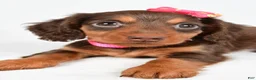 Miniature Dachshund dogs for sale: Trixie - Ad 6