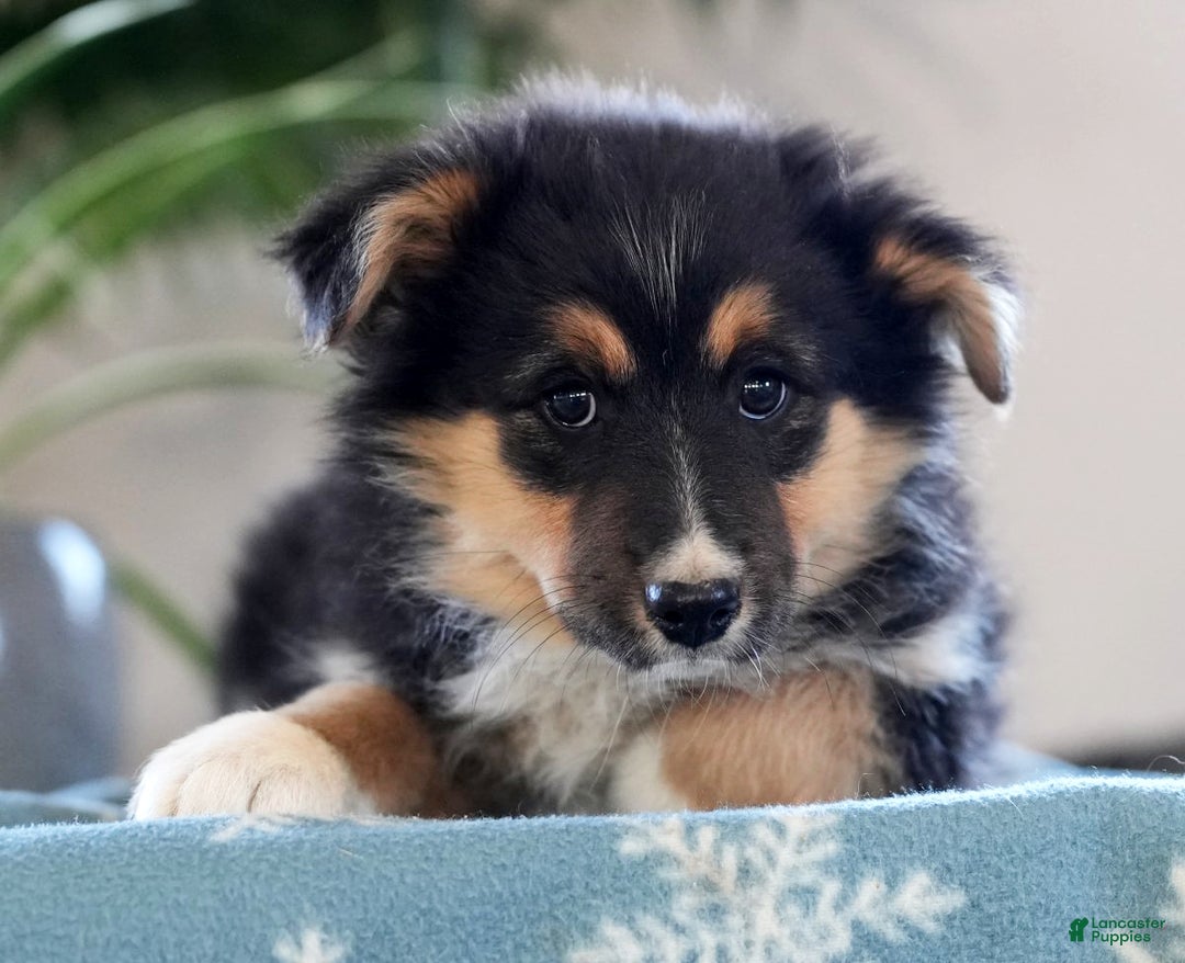 Australian Shepherd dogs for sale: Shelly - Ad 5