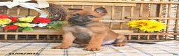 Mixed Breed dogs for sale: Omelet  - Ad 7