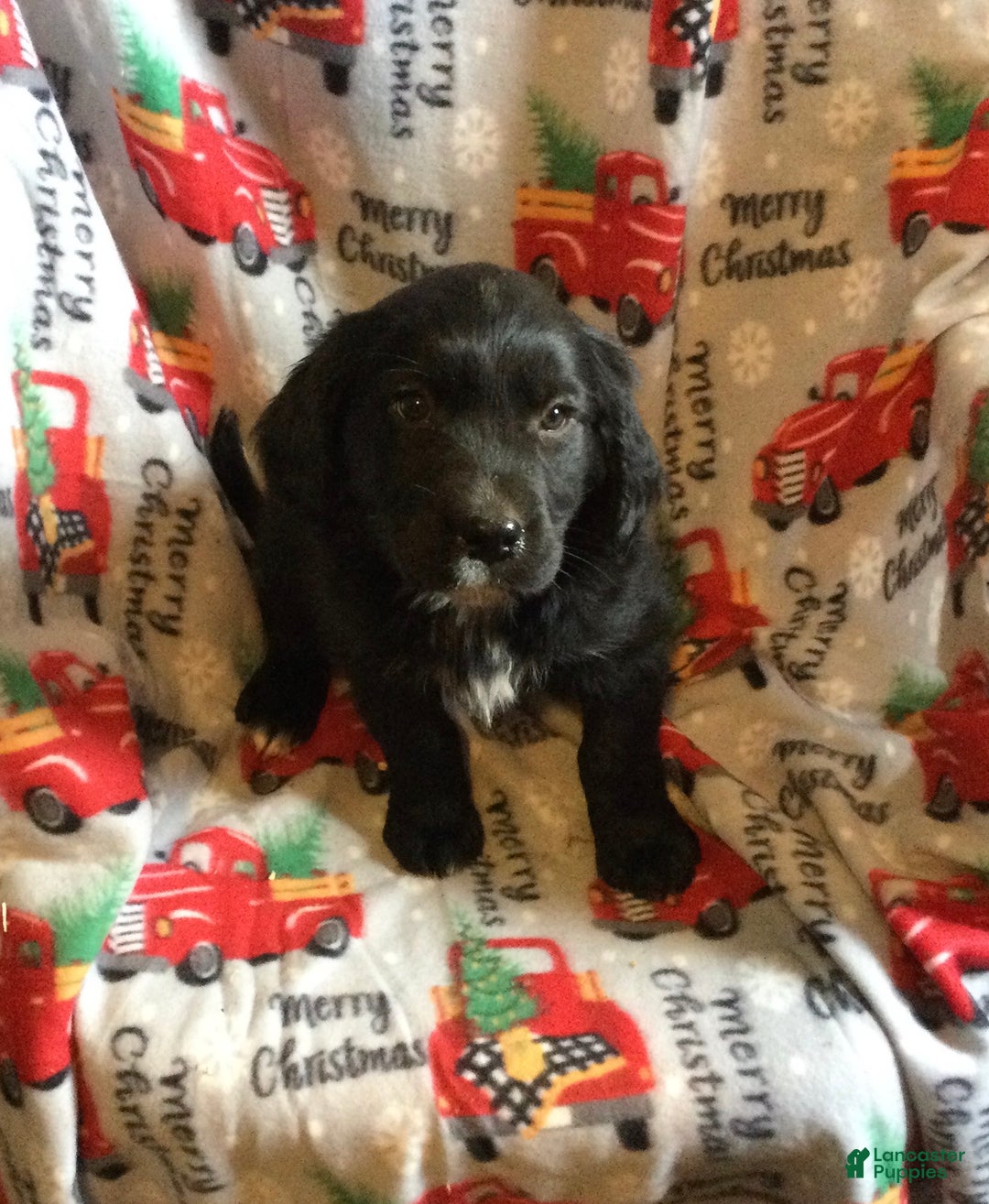 Mixed Breed dogs for sale: Micky - Ad 2