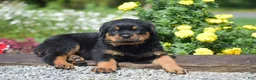 Rottweiler dogs for sale: Rusty - Ad 4