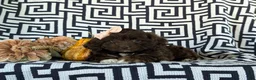 Cockapoo dogs for sale: Jacey - Ad 6
