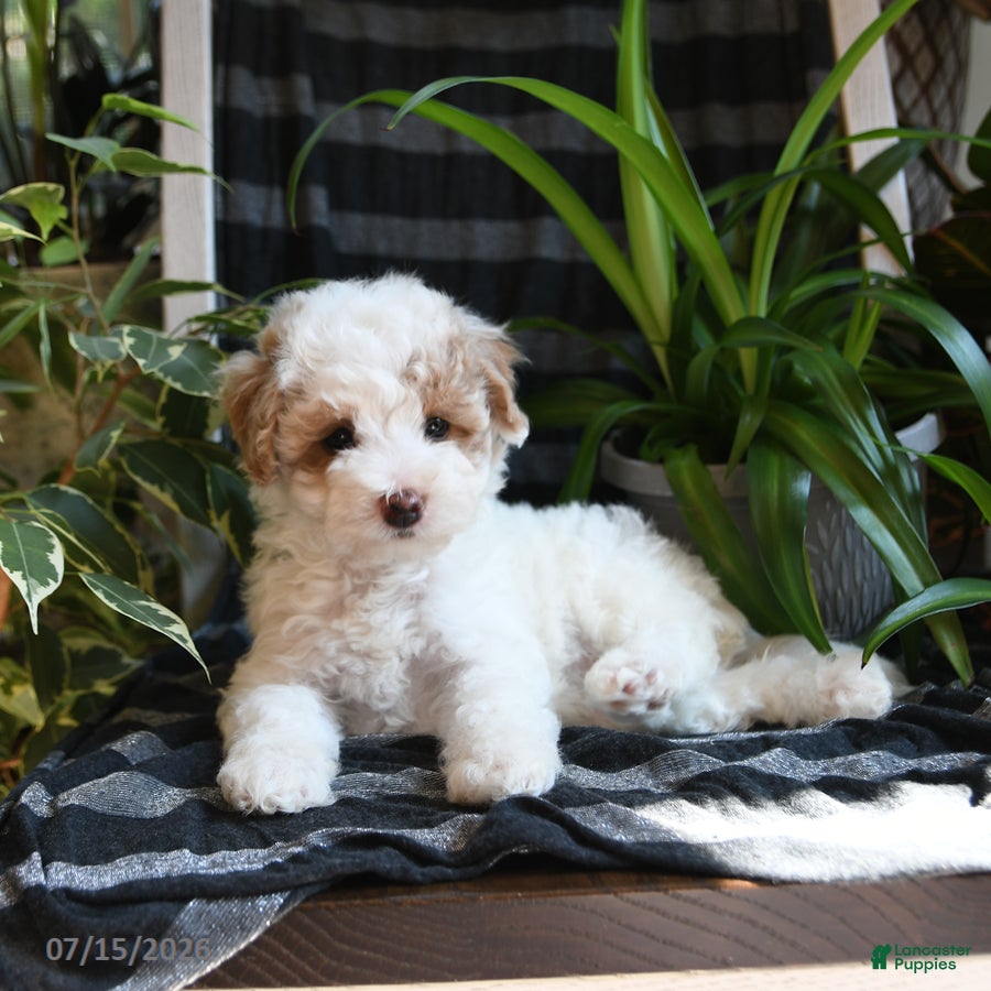Bichpoo dogs Blossom - Ad 2