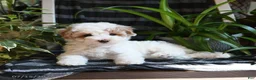 Bichpoo dogs for sale: Blossom - Ad 2