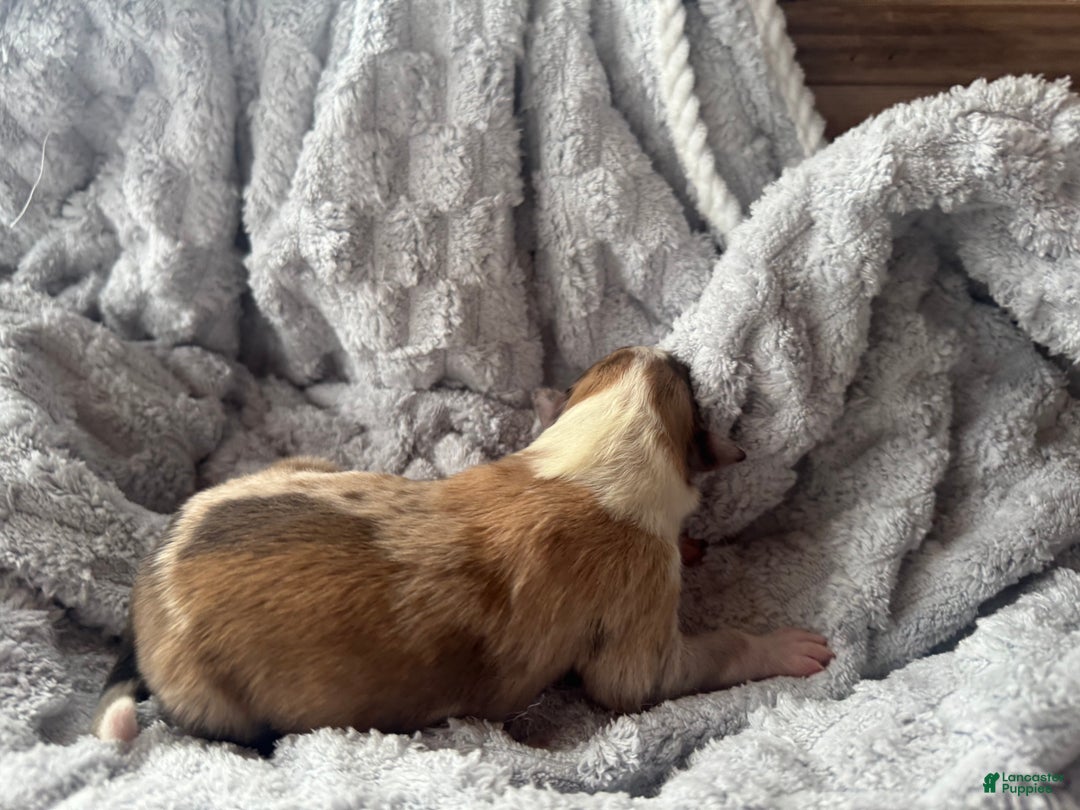 Collie dogs for sale: Denim  - Ad 4