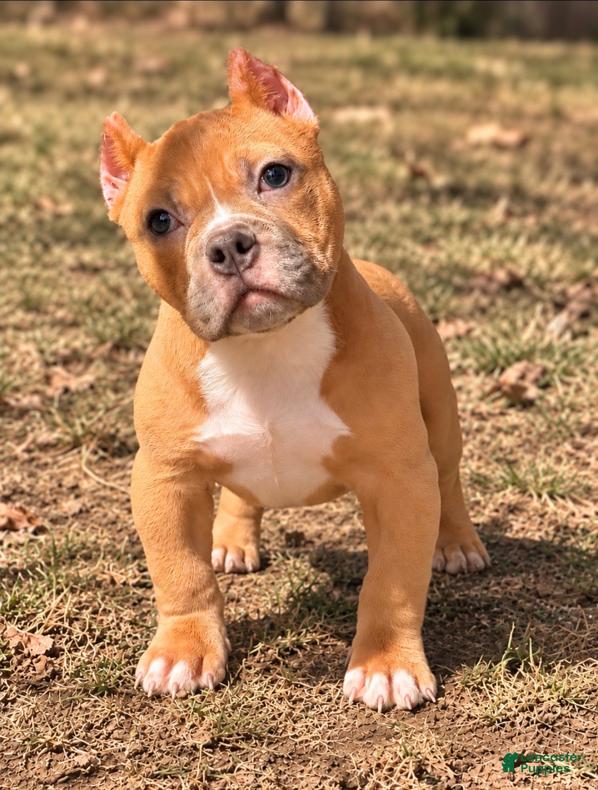 American Bully dogs Fawn Female - Ad 2