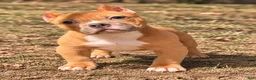 American Bully dogs for sale: Fawn Female - Ad 2