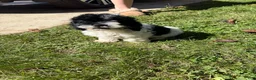 Cockapoo dogs for sale: Maggie - Ad 4