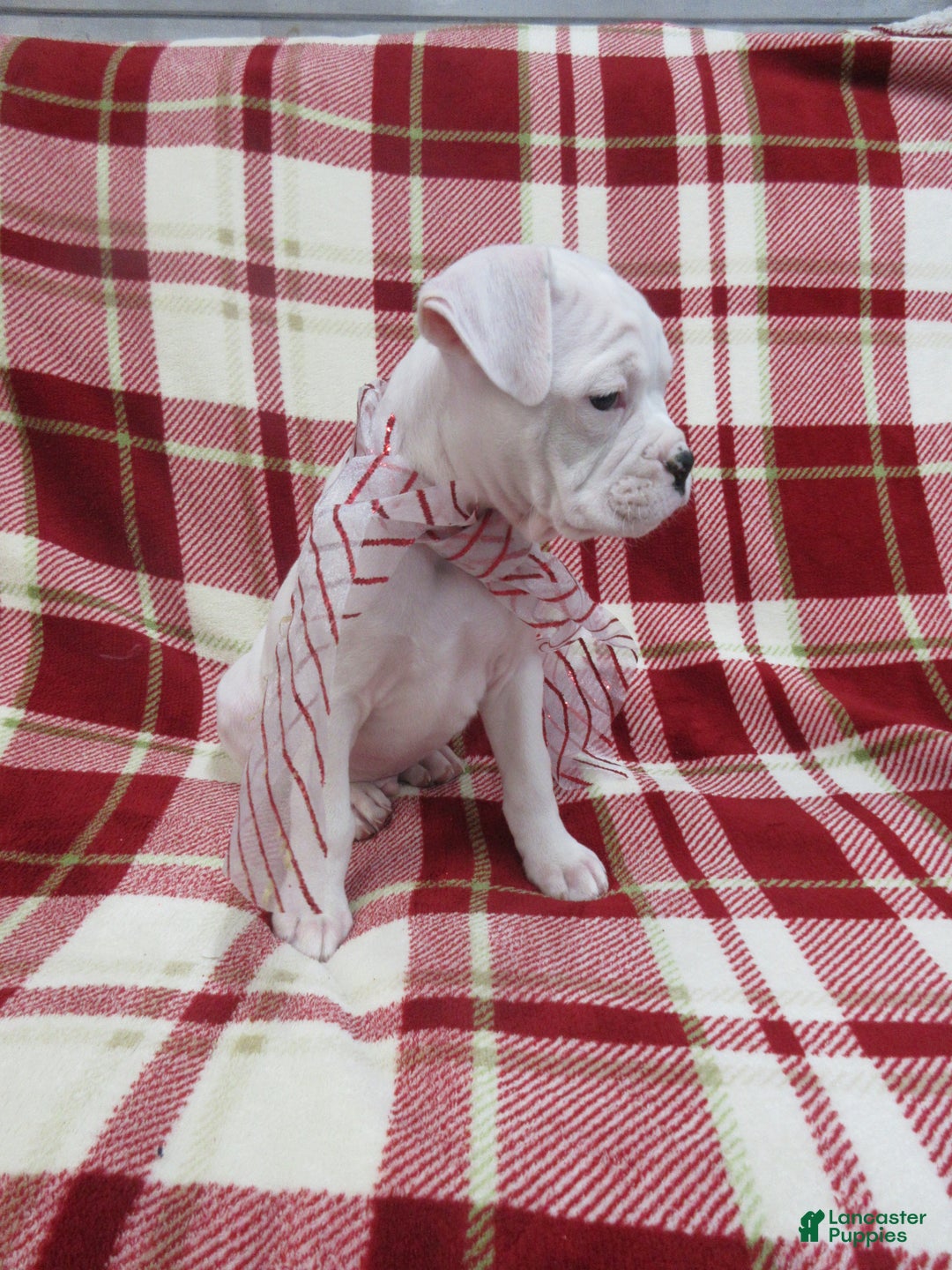 Boxer dogs for sale: Zion - Ad 3