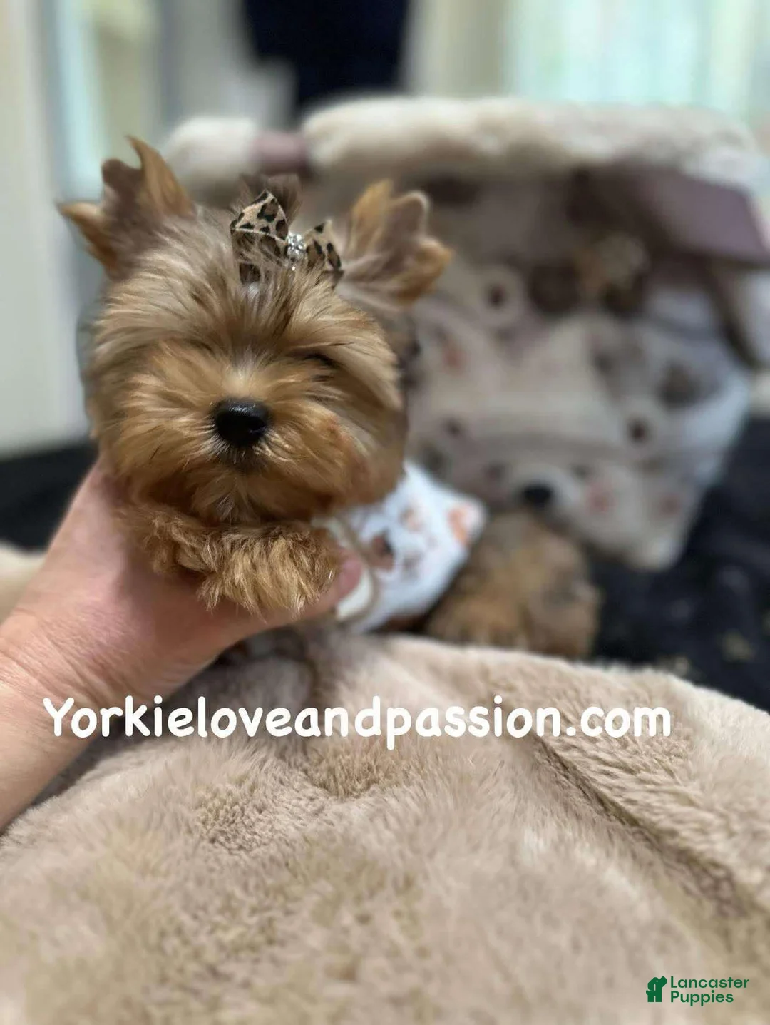 Yorkshire Terrier dogs for sale: Yorkshire Terrier Puppy 1 - Ad 1