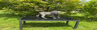 Cane Corso Puppy 9