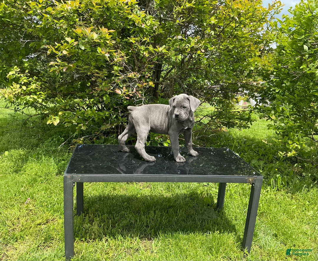 Cane Corso dogs for sale: Cane Corso Puppy 9 - Ad 1