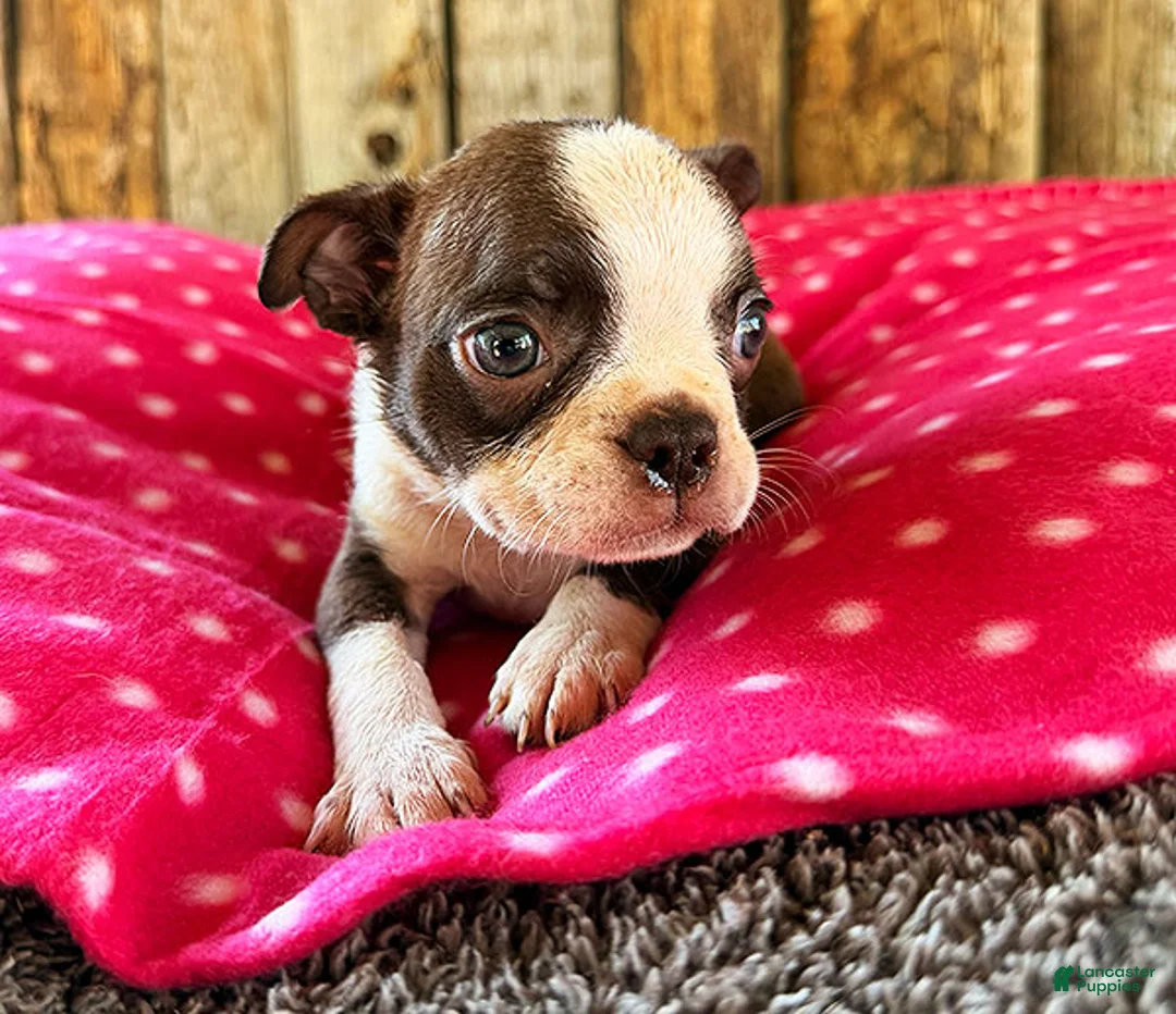 Boston Terrier dogs for sale: Cayenne - Ad 3