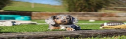 Miniature Dachshund dogs for sale: Willow - Ad 5