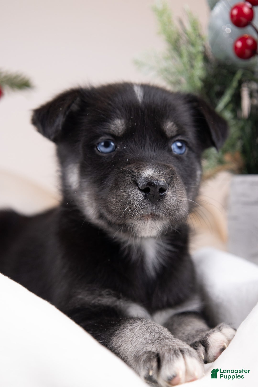 Goberian dogs for sale: Bear - Ad 17