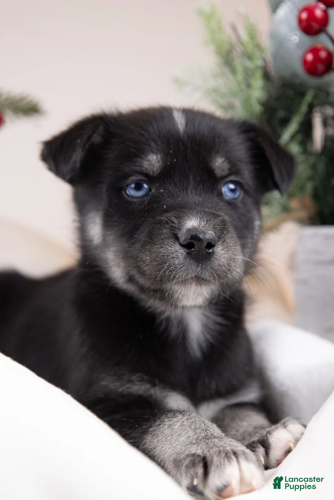 Goberian dogs for sale: Holly - Ad 13