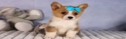Welsh Corgi Pembroke dogs for sale: Benji🐾💙 - Ad 15