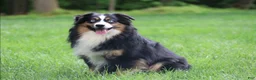 Miniature Australian Shepherd dogs for sale: Ranger - Ad 8