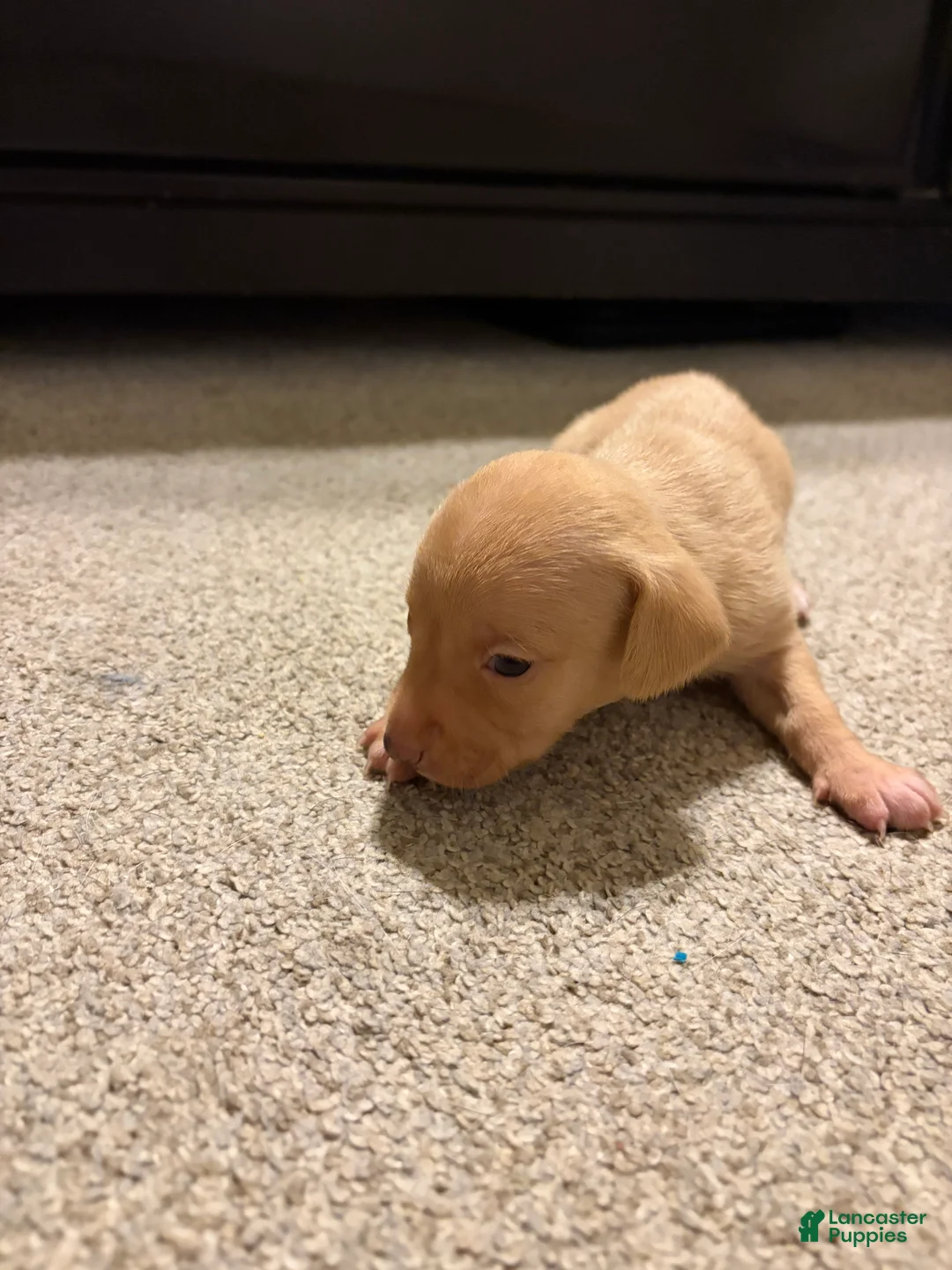Chiweenie dogs for sale: Carmel - Ad 1