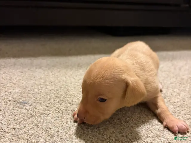Chiweenie dogs for sale: Carmel - Ad 1