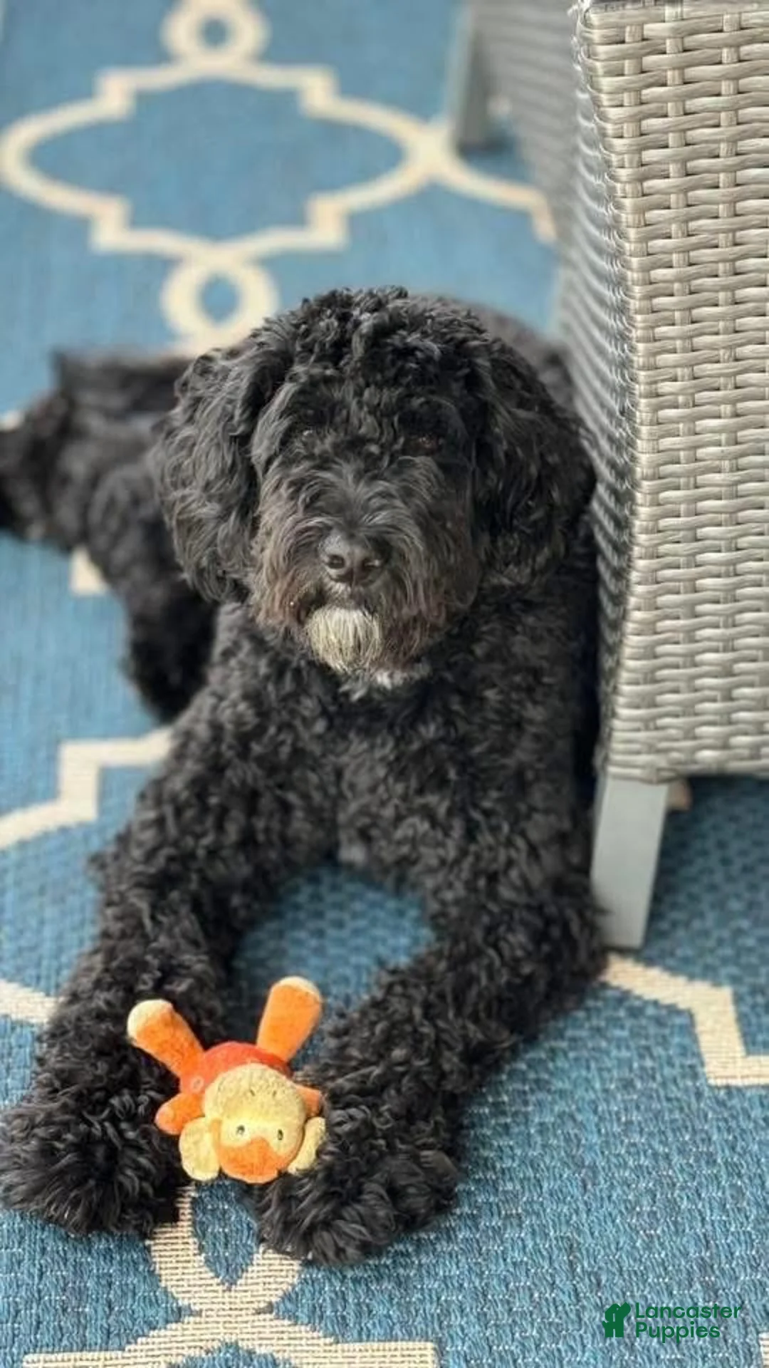 Goldendoodle dogs for sale: Goldendoodle 3 - Ad 2