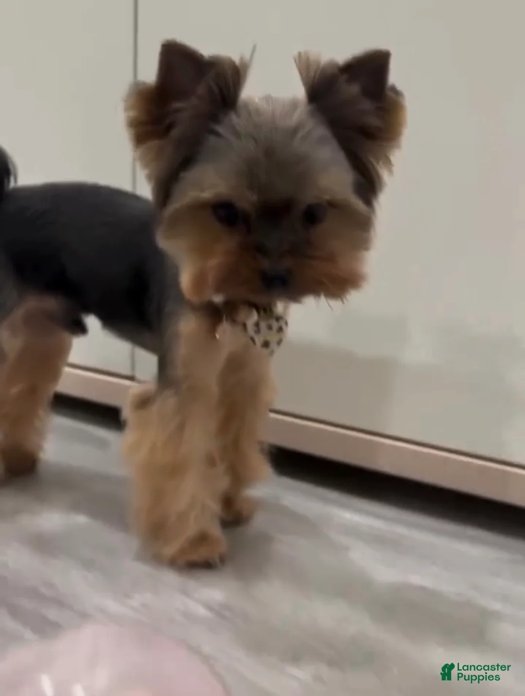 Yorkshire Terrier dogs for sale: Yorkshire Terrier Puppy 1 - Ad 1