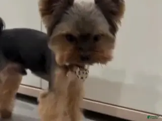 Yorkshire Terrier dogs Yorkshire Terrier Puppy 1 - Ad 1