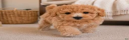 Miniature Poodle dogs for sale: milo - Ad 2