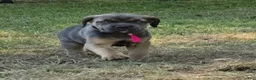 Cane Corso dogs for sale: Cane Corso Puppy 2 - Ad 3