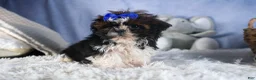 Shih Tzu dogs for sale: BUDDY - Ad 1