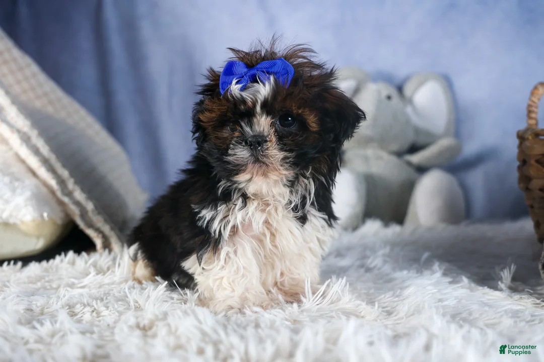 Shih Tzu dogs for sale: BUDDY - Ad 1