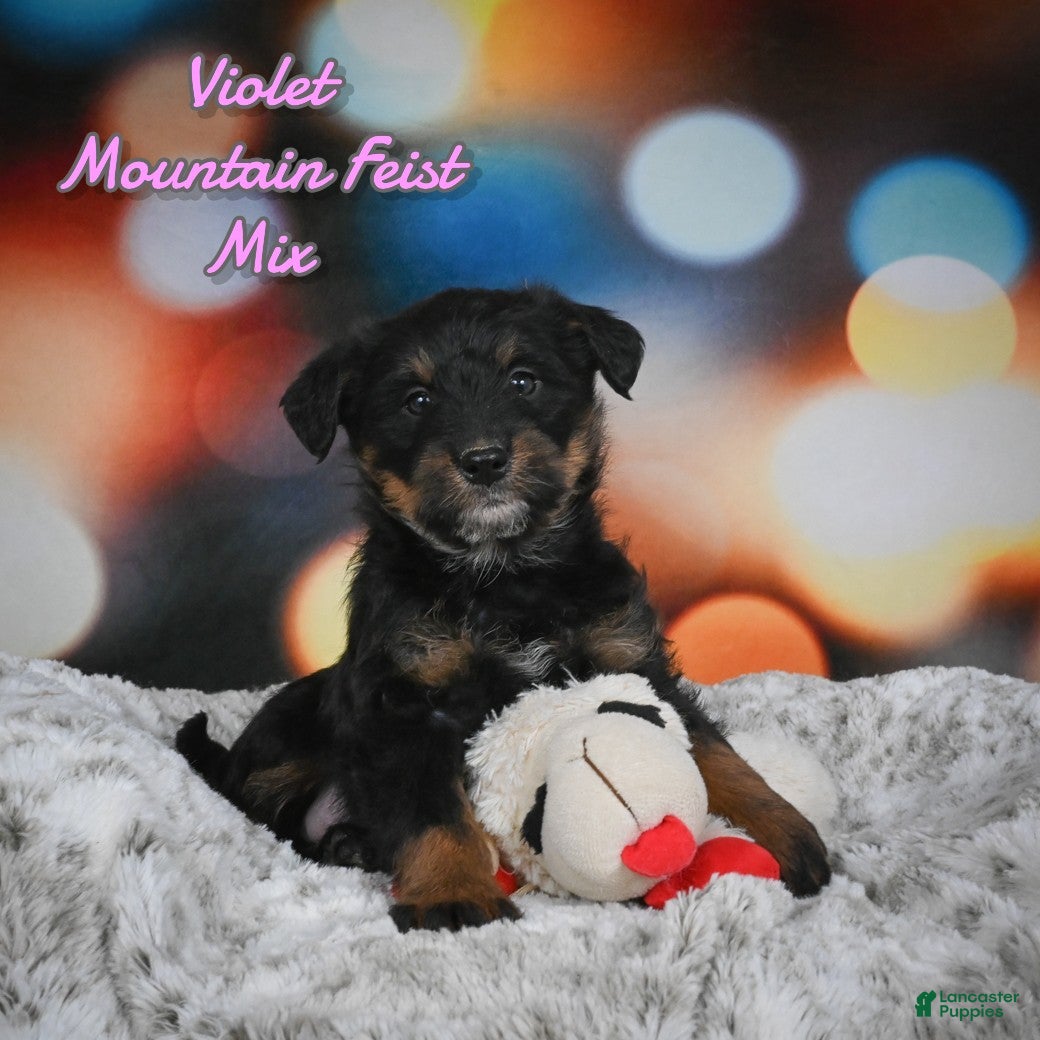 Mixed Breed dogs Violet - Ad 5