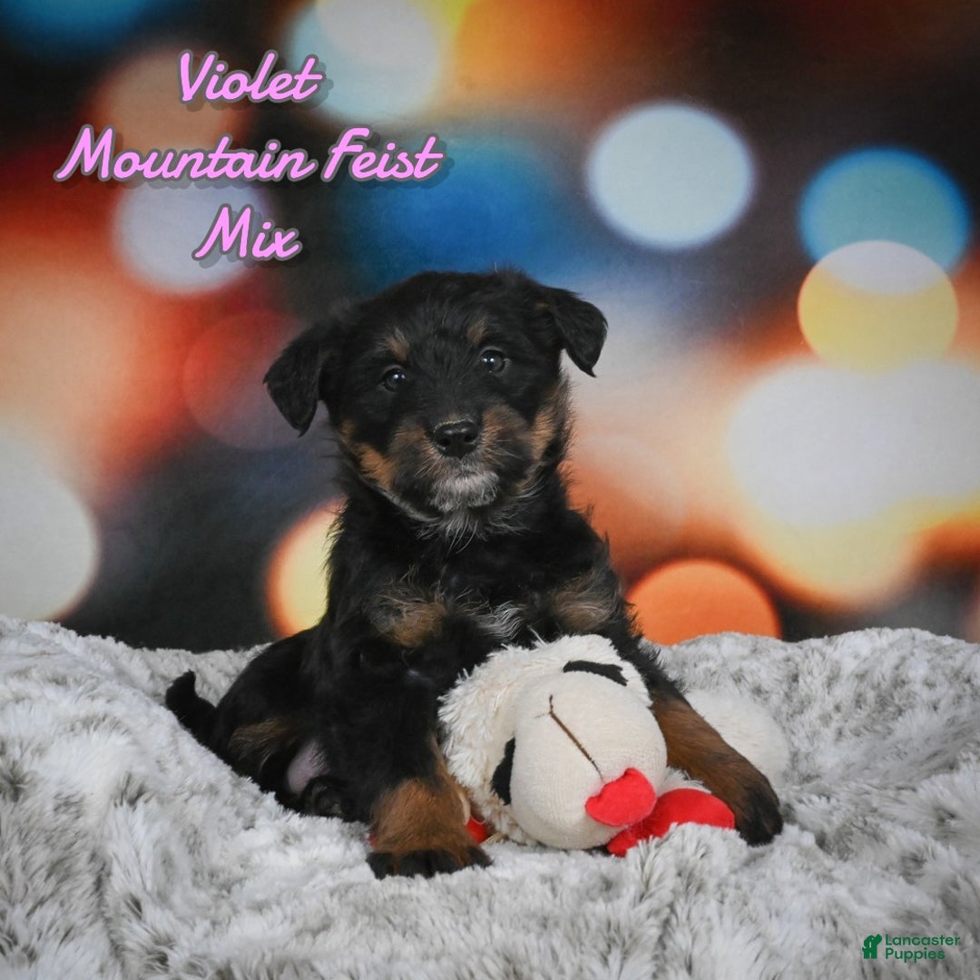Mixed Breed dogs for sale: Violet - Ad 1