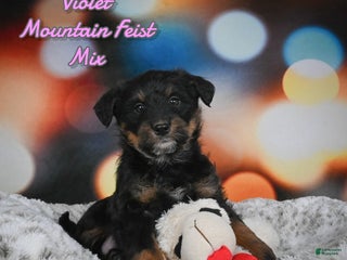 Mixed Breed dogs Violet - Ad 5