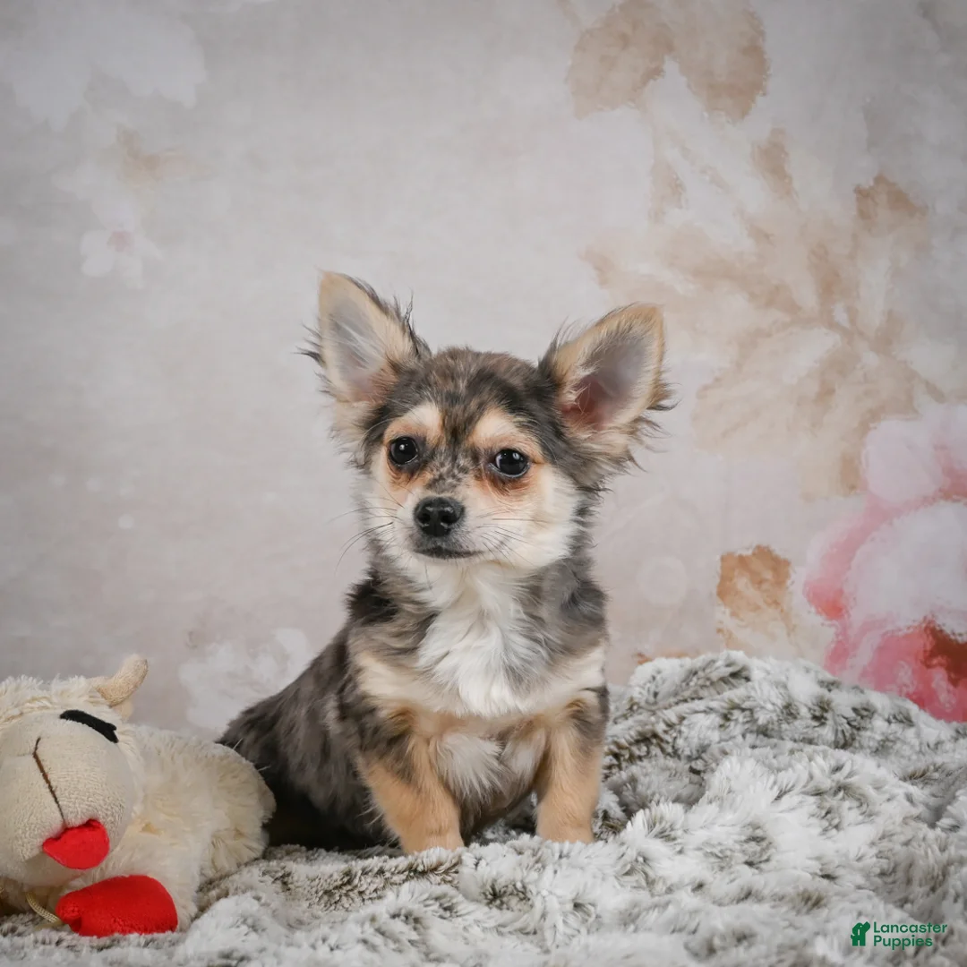Chihuahua dogs for sale: Geronimo - Ad 3