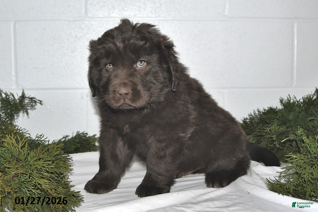 Newfoundland dogs for sale: Marshall - Ad 4