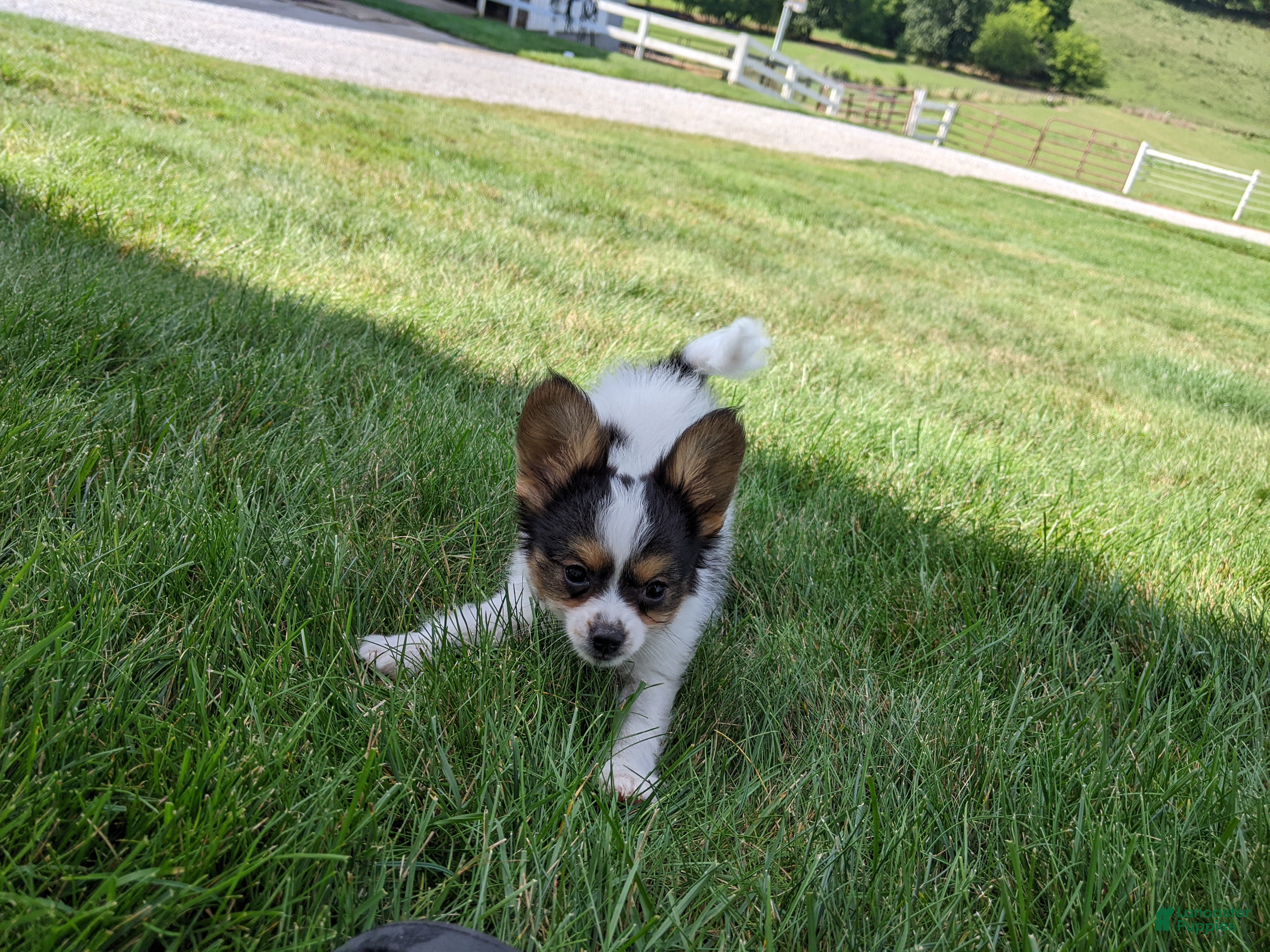 Papillon dogs Max - Ad 2