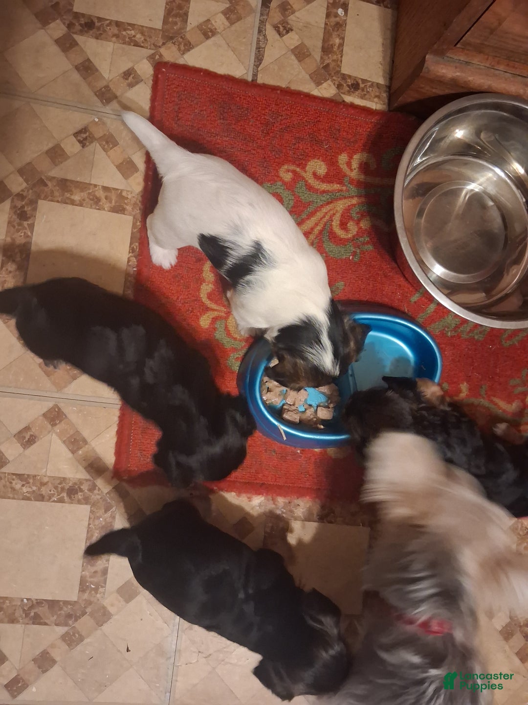 Gallery Image {{count}}